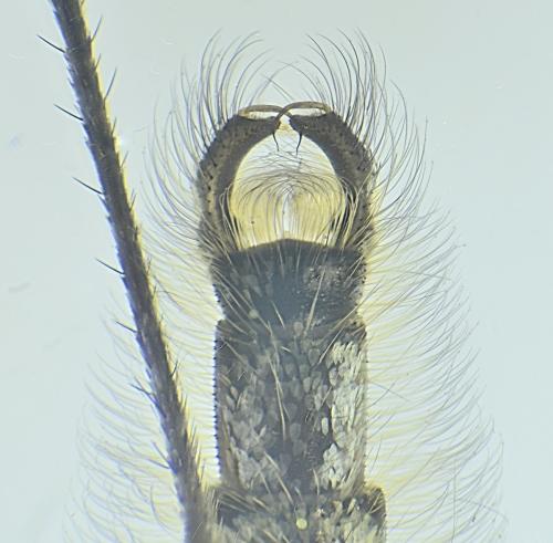 Réf. 321 067 : Aedes rusticus